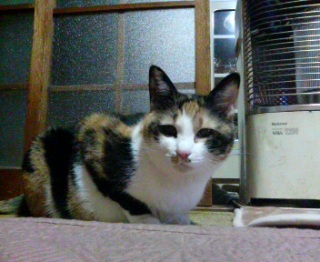 �ǂ������H