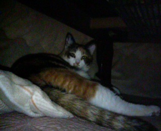 �J�����ڐ��B