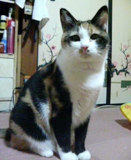 �����猳�C�B