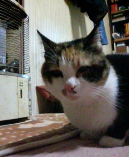 �䖝����L�B