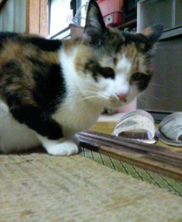 ���͂悤�B
