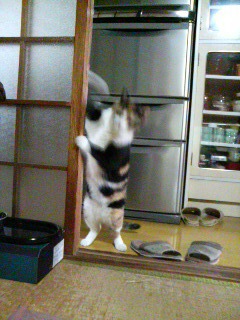 �v�����������c
