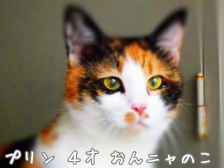 ���܂ɂ́c