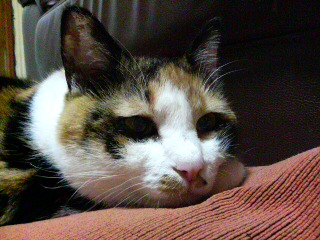 �ӂɂ�ɂ�B