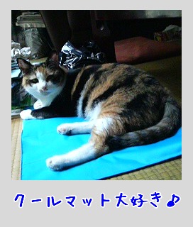 �������c