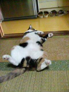 �����̊J���B