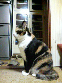 �҂��B