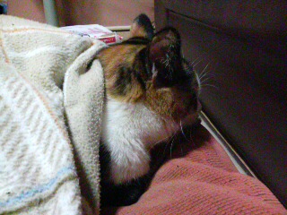 �l�݂����B