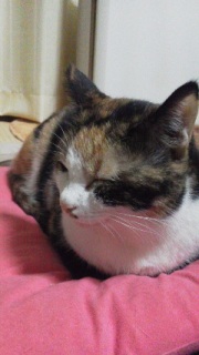 �[��т̌�B