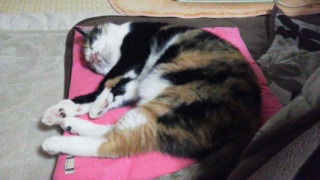 ���₷��B