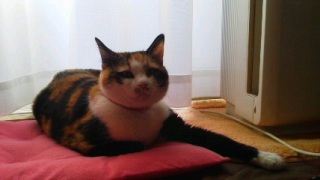�҂p�B