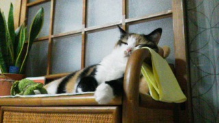 �N�[���[�����B