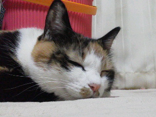 ���炬�B