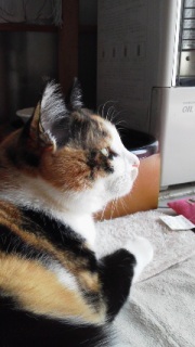 �g�������j�B