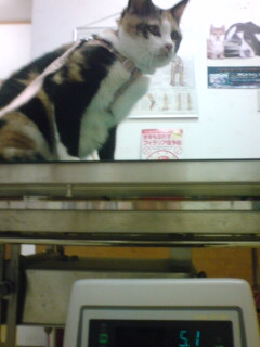 �f�J���B