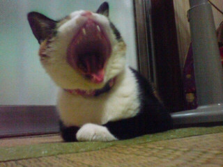 �����́c