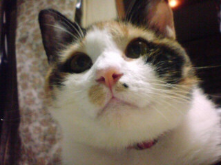 �ʁ`��B