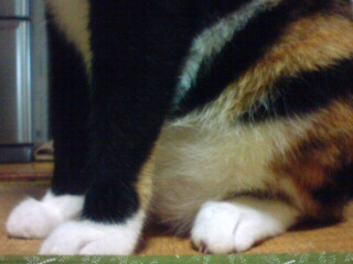 �ՂɂՂɁB
