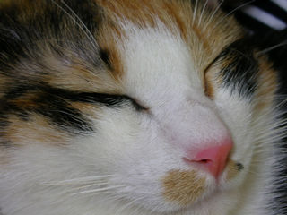 ���΂炭�O�̎ʐ^�B