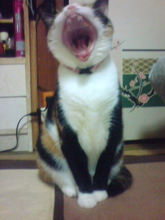 �����̂����сB