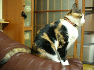 �����猩���p�B
