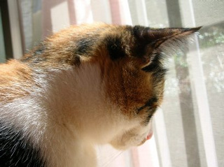 �C���������G�߂ɂȂ�܂����B