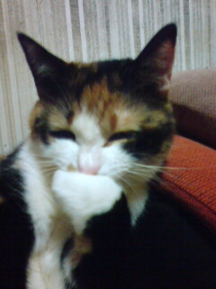 ���ӂ��B