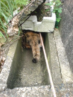 ���炱��c