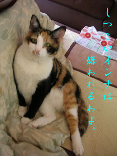 �L���܂̌����������t�B