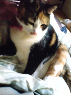 �ӂ��`�B
