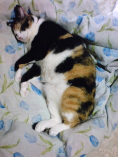 ���ҁ`�B