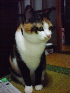 ���͂悤�B