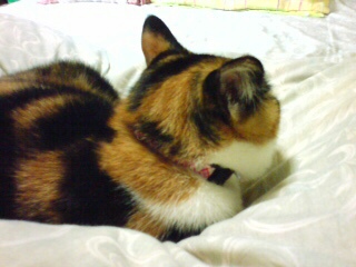 �B�e���ہB