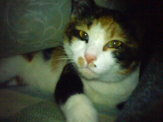 �����킹�B