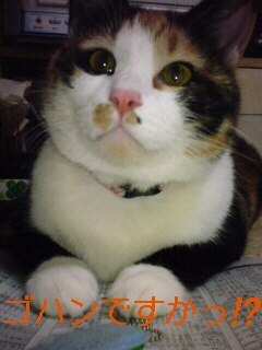 �֒f�̃R�g�o�B