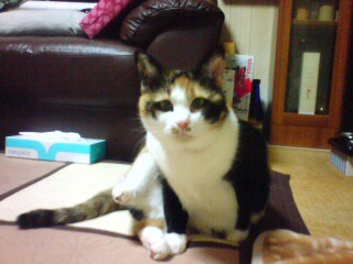 �����猳�C�B