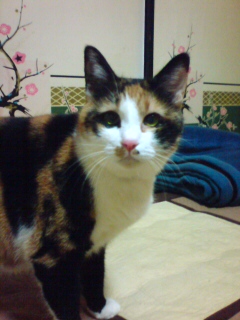 ���͂悤�B