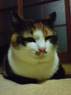 �ނӁ`�B
