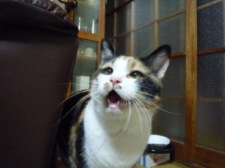 �S�n�`���b�I
