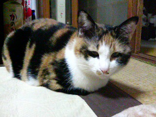 ���͂悤�B
