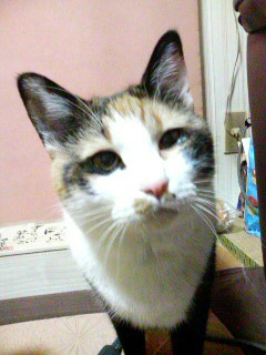���͂悤�B