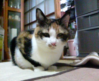 ����܂�B