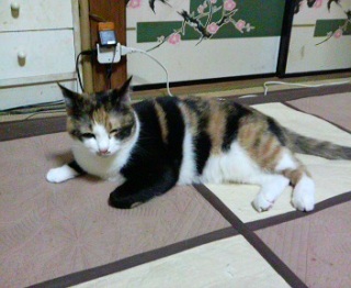 ����炵�Łc