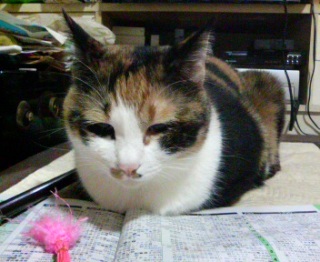 ����܂�B