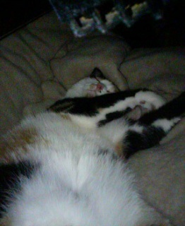 (-.-)Zzz