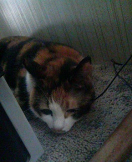 ���̋G�߂�����Ă����B